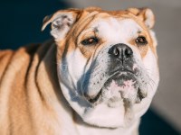 Perro De Presa Canario thumbnail